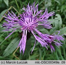 Centaurea phrygia (chaber austriacki)