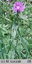 Centaurea phrygia (chaber austriacki)