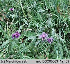 Orobanche pallidiflora (zaraza bladokwiatowa)