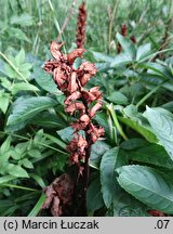 Orobanche pallidiflora (zaraza bladokwiatowa)