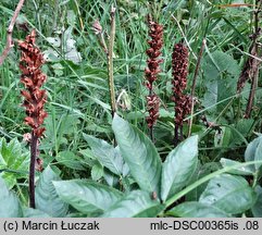 Orobanche pallidiflora (zaraza bladokwiatowa)