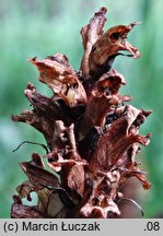 Orobanche pallidiflora (zaraza bladokwiatowa)