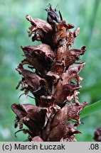 Orobanche pallidiflora (zaraza bladokwiatowa)