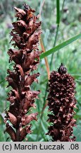 Orobanche pallidiflora (zaraza bladokwiatowa)