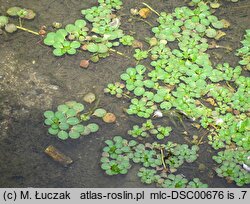 Ludwigia peploides