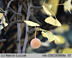 Ginkgo biloba (miłorząb dwuklapowy)