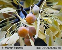 Ginkgo biloba (miłorząb dwuklapowy)