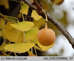 Ginkgo biloba (miłorząb dwuklapowy)