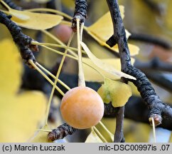 Ginkgo biloba (miłorząb dwuklapowy)