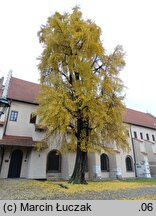 Ginkgo biloba (miłorząb dwuklapowy)