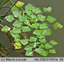 Trapa natans s.l. (kotewka orzech wodny)