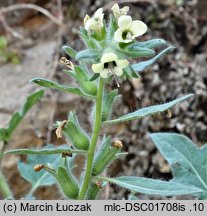 Hyoscyamus albus (lulek biały)