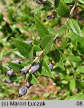 Myrtus communis (mirt zwyczajny)