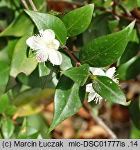 Myrtus communis (mirt zwyczajny)