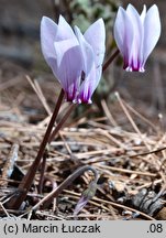 Cyclamen hederifolium (cyklamen bluszczolistny)