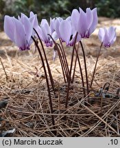 Cyclamen hederifolium (cyklamen bluszczolistny)