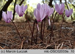 Cyclamen hederifolium (cyklamen bluszczolistny)