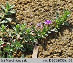 Lythrum junceum (krwawnica sitowata)