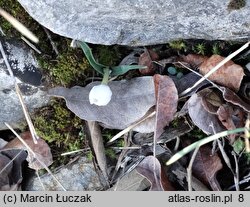 Colchicum hungaricum (zimowit węgierski)