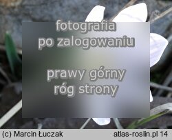 Colchicum hungaricum (zimowit węgierski)