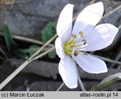 Colchicum hungaricum (zimowit węgierski)