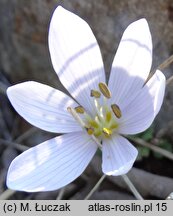 Colchicum hungaricum (zimowit węgierski)