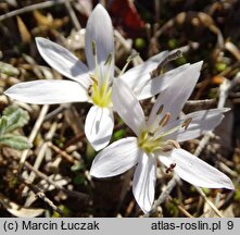 Colchicum hungaricum (zimowit węgierski)