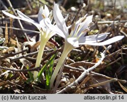 Colchicum hungaricum (zimowit węgierski)