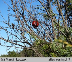 Punica granatum (granatowiec właściwy)