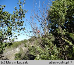 Punica granatum (granatowiec właściwy)