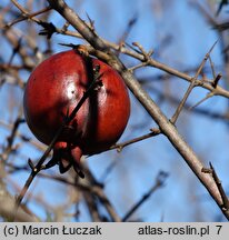 Punica granatum (granatowiec właściwy)