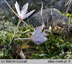 Colchicum hungaricum (zimowit węgierski)