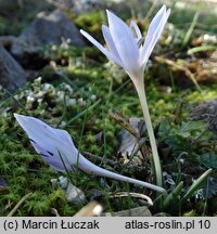 Colchicum hungaricum (zimowit węgierski)