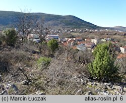 Colchicum hungaricum (zimowit węgierski)