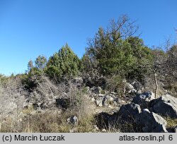 Colchicum hungaricum (zimowit węgierski)