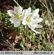 Colchicum hungaricum (zimowit węgierski)