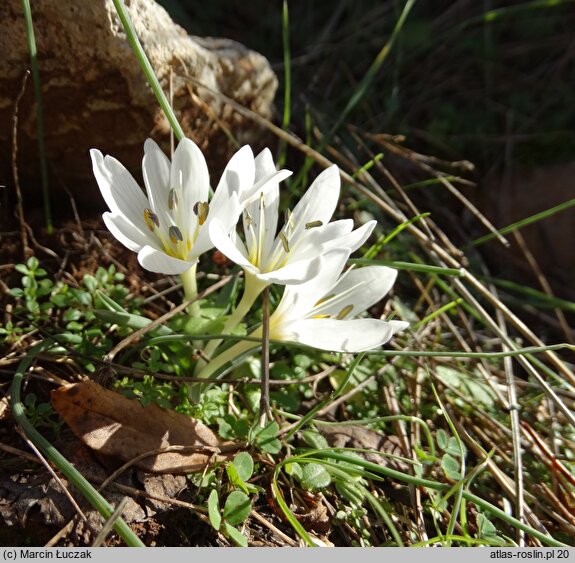 Colchicum hungaricum (zimowit węgierski)