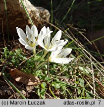 Colchicum hungaricum (zimowit węgierski)