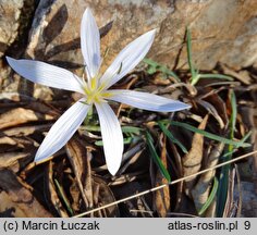 Colchicum hungaricum (zimowit węgierski)