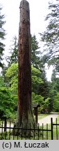 Sequoiadendron giganteum (mamutowiec olbrzymi)