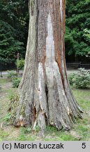 Sequoiadendron giganteum (mamutowiec olbrzymi)