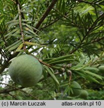 Torreya californica (czwórczak kalifornijski)