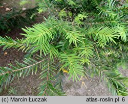 Torreya californica (czwórczak kalifornijski)