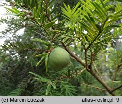 Torreya californica (czwórczak kalifornijski)