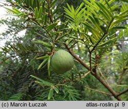 Torreya californica (czwórczak kalifornijski)