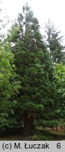 Sequoiadendron giganteum (mamutowiec olbrzymi)