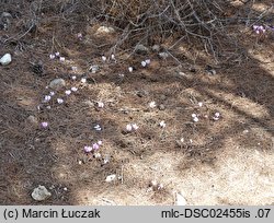 Cyclamen hederifolium (cyklamen bluszczolistny)