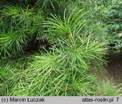 Sciadopitys verticillata (sośnica japońska)