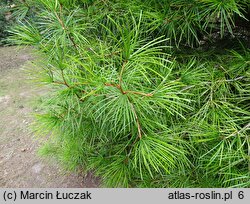 Sciadopitys verticillata (sośnica japońska)