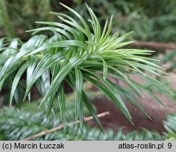 Cunninghamia lanceolata (kaningamia chińska)